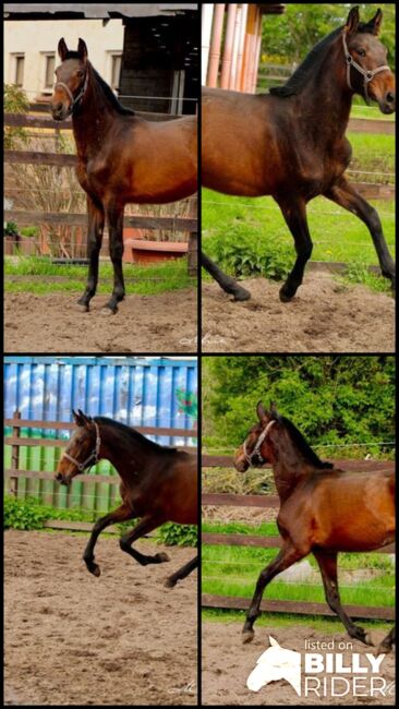 Typvolles 1 jähriges PRE Stutfohlen - Pedigree "SOTO GIL", Thomas Adams (Caballos PRE), Horses For Sale, Bell, Image 8