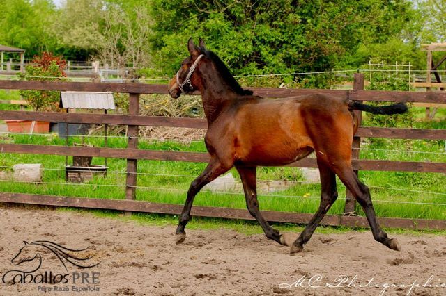 Typvolles 1 jähriges PRE Stutfohlen - Pedigree "SOTO GIL", Thomas Adams (Caballos PRE), Horses For Sale, Bell, Image 4