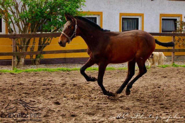 Typvolles 1 jähriges PRE Stutfohlen - Pedigree "SOTO GIL", Thomas Adams (Caballos PRE), Horses For Sale, Bell, Image 6