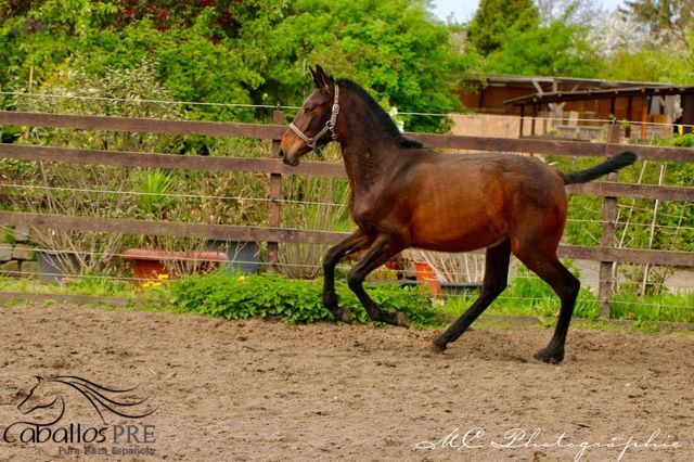 Typvolles 1 jähriges PRE Stutfohlen - Pedigree "SOTO GIL", Thomas Adams (Caballos PRE), Horses For Sale, Bell, Image 7