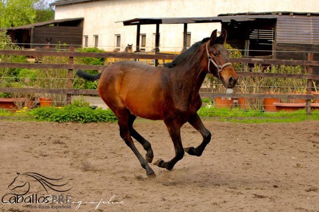 Typvolles 1 jähriges PRE Stutfohlen - Pedigree "SOTO GIL", Thomas Adams (Caballos PRE), Horses For Sale, Bell, Image 5