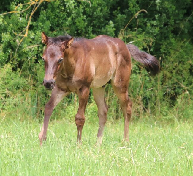 Typvolles blue roan Quarter Horse Hengstfohlen, Kerstin Rehbehn (Pferdemarketing Ost), Horses For Sale, Nienburg, Image 4