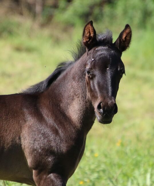 Typvolles blue roan Quarter Horse Hengstfohlen, Kerstin Rehbehn (Pferdemarketing Ost), Horses For Sale, Nienburg, Image 4