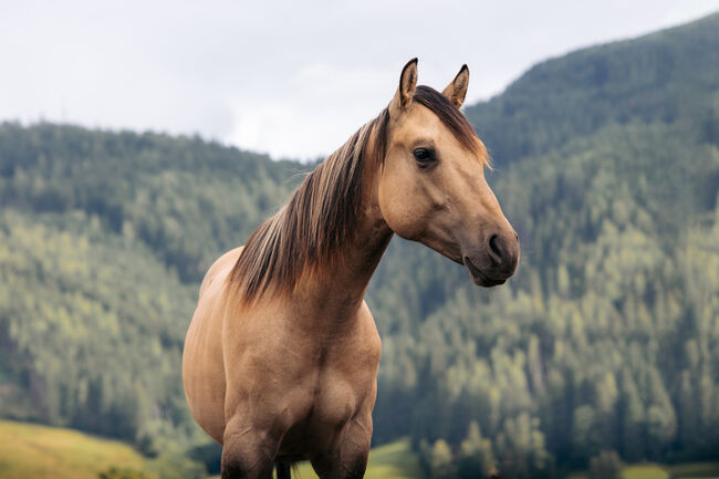 Typvoller Buckskin Jährling, Ingrid Weitlaner, Horses For Sale, Leogang, Image 3