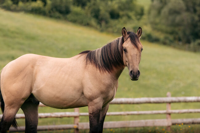 Typvoller Buckskin Jährling, Ingrid Weitlaner, Horses For Sale, Leogang