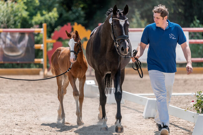 Typvolles Siegerfohlen, Melanie Wagner, Horses For Sale, Peisching, Image 3