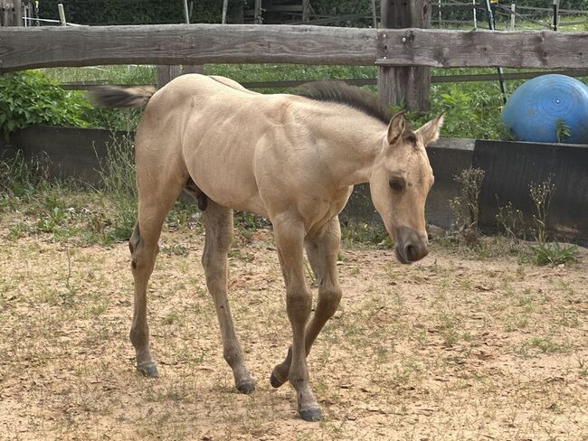 Typvolles dunskin Quarter Horse Fohlen mit Top Allround-Reining-Abstammung, Kerstin Rehbehn (Pferdemarketing Ost), Horses For Sale, Nienburg, Image 4
