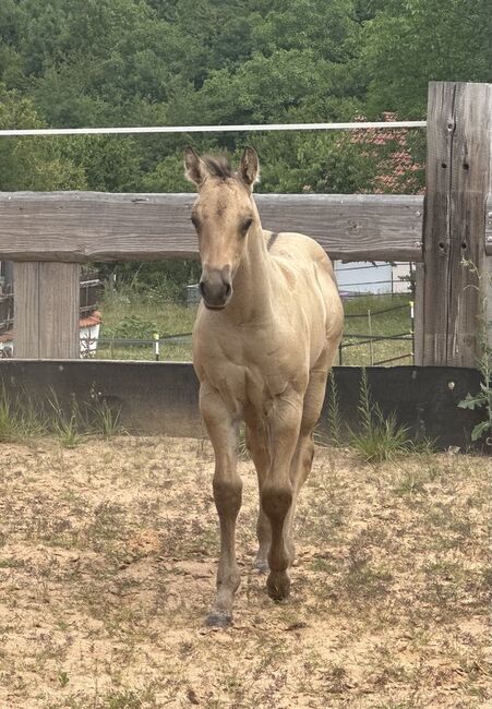 Typvolles dunskin Quarter Horse Fohlen mit Top Allround-Reining-Abstammung, Kerstin Rehbehn (Pferdemarketing Ost), Horses For Sale, Nienburg