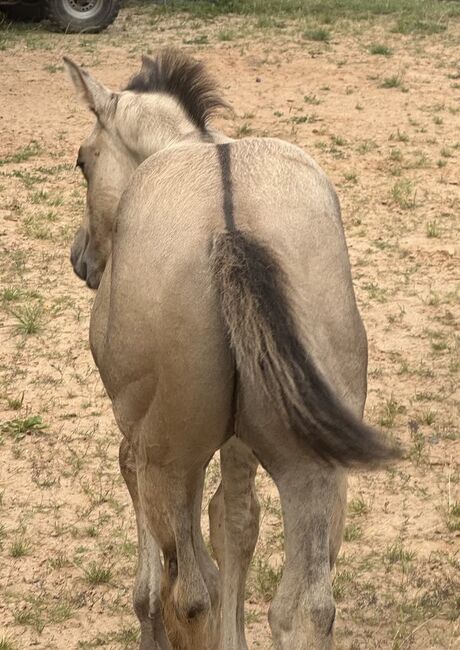 Typvolles dunskin Quarter Horse Fohlen mit Top Allround-Reining-Abstammung, Kerstin Rehbehn (Pferdemarketing Ost), Horses For Sale, Nienburg, Image 5