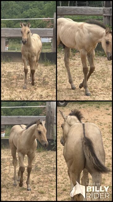 Typvolles dunskin Quarter Horse Fohlen mit Top Allround-Reining-Abstammung, Kerstin Rehbehn (Pferdemarketing Ost), Horses For Sale, Nienburg, Image 10