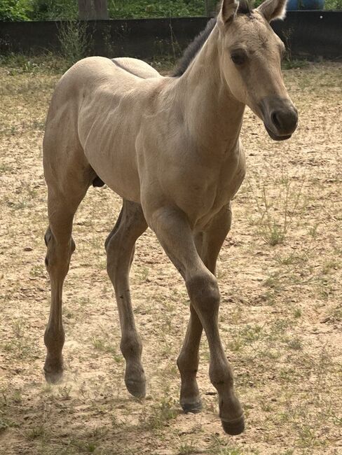 Typvolles dunskin Quarter Horse Fohlen mit Top Allround-Reining-Abstammung, Kerstin Rehbehn (Pferdemarketing Ost), Horses For Sale, Nienburg, Image 8