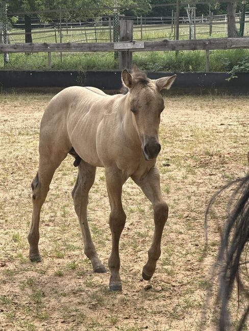 Typvolles dunskin Quarter Horse Fohlen mit Top Allround-Reining-Abstammung, Kerstin Rehbehn (Pferdemarketing Ost), Horses For Sale, Nienburg, Image 9