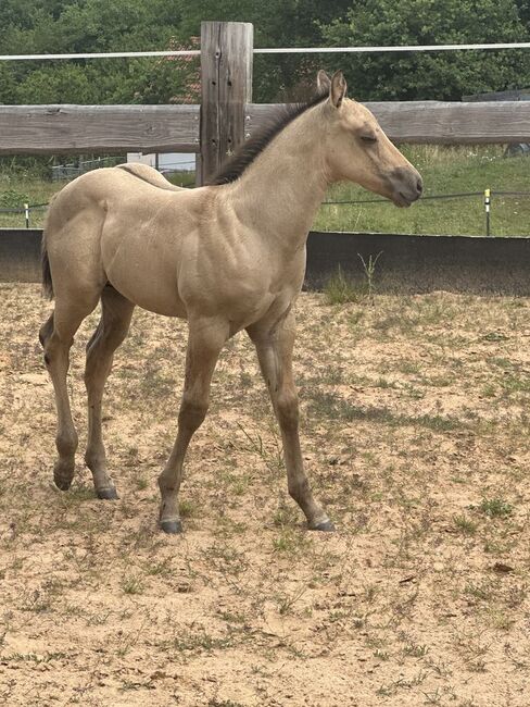 Typvolles dunskin Quarter Horse Fohlen mit Top Allround-Reining-Abstammung, Kerstin Rehbehn (Pferdemarketing Ost), Horses For Sale, Nienburg, Image 3