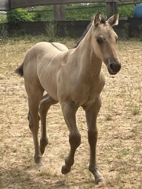 Typvolles dunskin Quarter Horse Fohlen mit Top Allround-Reining-Abstammung, Kerstin Rehbehn (Pferdemarketing Ost), Horses For Sale, Nienburg, Image 7