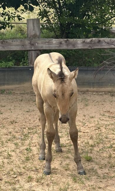 Typvolles dunskin Quarter Horse Fohlen mit Top Allround-Reining-Abstammung, Kerstin Rehbehn (Pferdemarketing Ost), Horses For Sale, Nienburg, Image 6