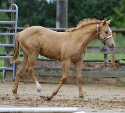 Typvoller Quarter Horse Hengst in Sonderfarbe - Prämienfohlen mit Zukunft, Kerstin Rehbehn (Pferdemarketing Ost), Horses For Sale, Nienburg, Image 2