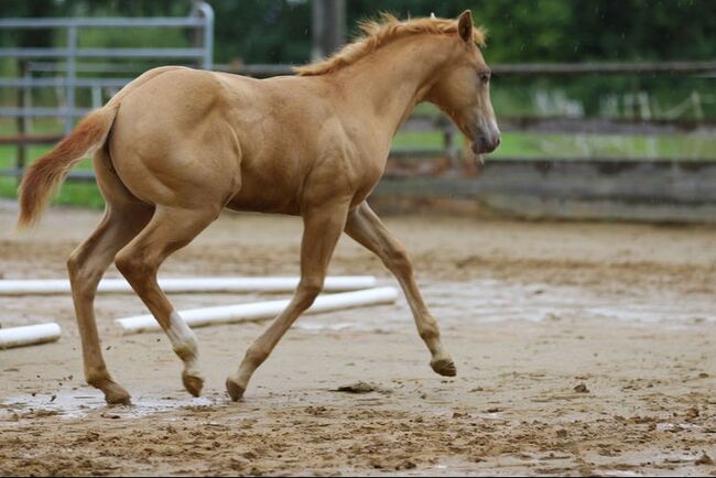 Typvoller Quarter Horse Hengst in Sonderfarbe - Prämienfohlen mit Zukunft, Kerstin Rehbehn (Pferdemarketing Ost), Horses For Sale, Nienburg, Image 5