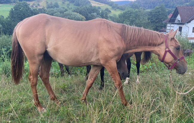 Typvoller, reining /cowhorse gezogener Quarter Horse Jährlingshengst, Kerstin Rehbehn (Pferdemarketing Ost), Horses For Sale, Nienburg, Image 4