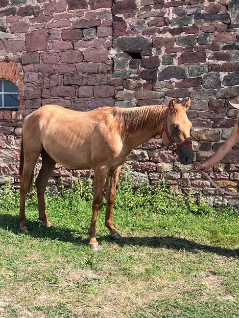 Typvoller, reining /cowhorse gezogener Quarter Horse Jährlingshengst, Kerstin Rehbehn (Pferdemarketing Ost), Horses For Sale, Nienburg, Image 11