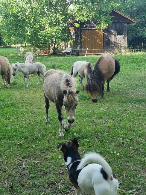 Typvolle Shettystute in Sonderfarbe Silver Buckskin, Nadine  (Shettyzucht Frechdachs ), Horses For Sale, Heringen, Image 3
