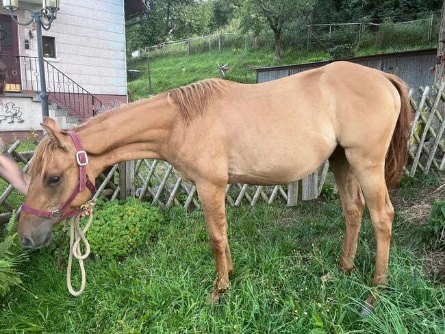 Typvoller, reining /cowhorse gezogener Quarter Horse Jährlingshengst, Kerstin Rehbehn (Pferdemarketing Ost), Horses For Sale, Nienburg, Image 13