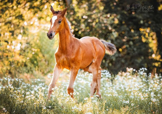 Typvolles Trakehner Stutfohlen mit starken Bewegungen, Kerstin Rehbehn (Pferdemarketing Ost), Horses For Sale, Nienburg, Image 6