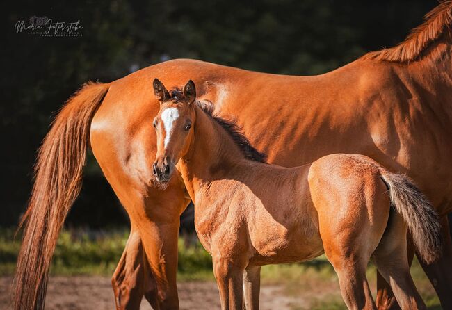 Typvolles Trakehner Stutfohlen mit starken Bewegungen, Kerstin Rehbehn (Pferdemarketing Ost), Horses For Sale, Nienburg, Image 18