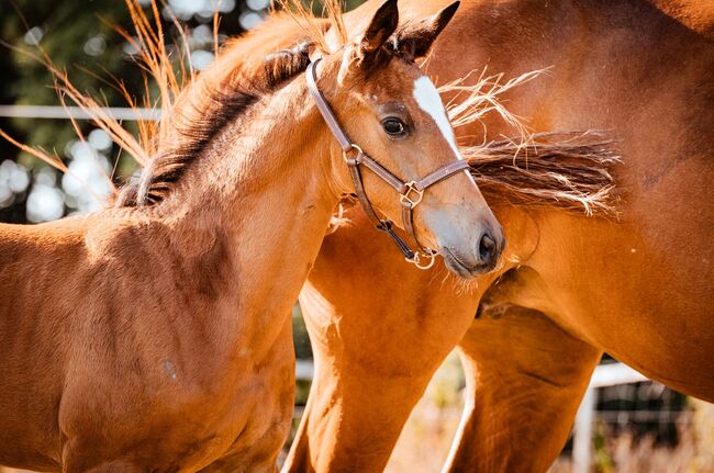 Typvolles Trakehner Stutfohlen mit starken Bewegungen, Kerstin Rehbehn (Pferdemarketing Ost), Horses For Sale, Nienburg, Image 17