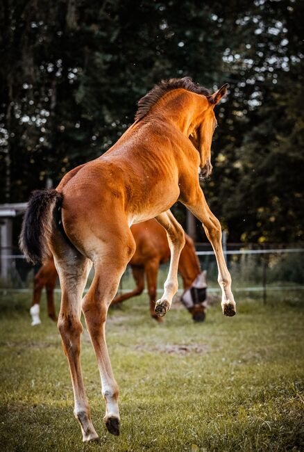 Typvolles Trakehner Stutfohlen mit starken Bewegungen, Kerstin Rehbehn (Pferdemarketing Ost), Horses For Sale, Nienburg, Image 19