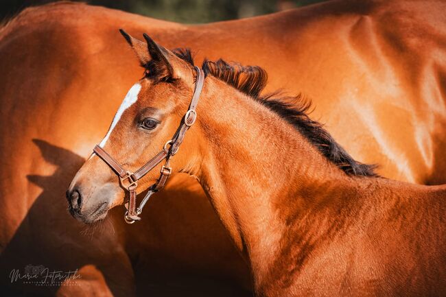 Typvolles Trakehner Stutfohlen mit starken Bewegungen, Kerstin Rehbehn (Pferdemarketing Ost), Horses For Sale, Nienburg, Image 7