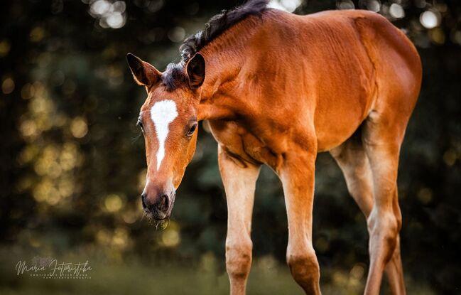 Typvolles Trakehner Stutfohlen mit starken Bewegungen, Kerstin Rehbehn (Pferdemarketing Ost), Horses For Sale, Nienburg, Image 9