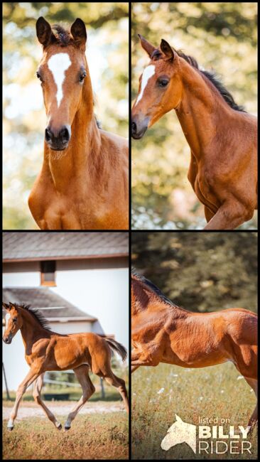 Typvolles Trakehner Stutfohlen mit starken Bewegungen, Kerstin Rehbehn (Pferdemarketing Ost), Horses For Sale, Nienburg, Image 15