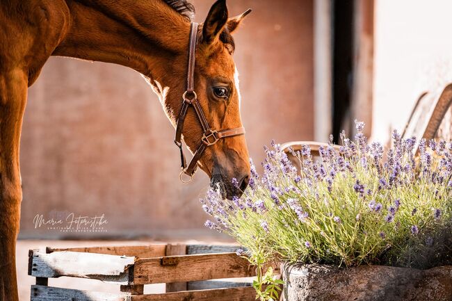 Typvolles Trakehner Stutfohlen mit starken Bewegungen, Kerstin Rehbehn (Pferdemarketing Ost), Horses For Sale, Nienburg, Image 2