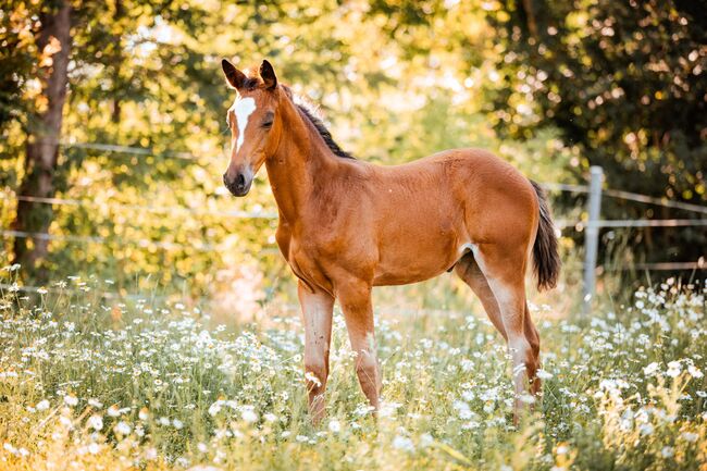 Typvolles Trakehner Stutfohlen mit starken Bewegungen, Kerstin Rehbehn (Pferdemarketing Ost), Horses For Sale, Nienburg, Image 14