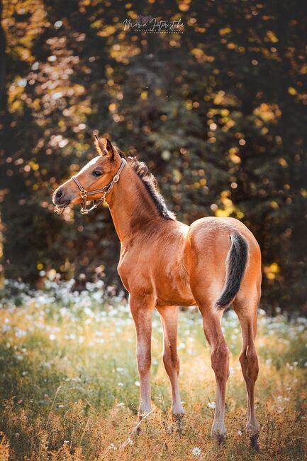 Typvolles Trakehner Stutfohlen mit starken Bewegungen, Kerstin Rehbehn (Pferdemarketing Ost), Horses For Sale, Nienburg, Image 3