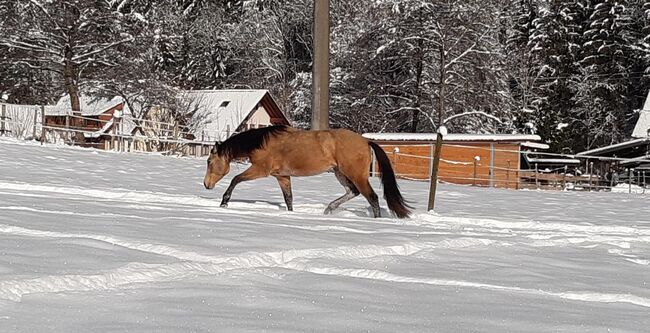 Typvoller Whizkey N Diamonds Sohn, Kerstin Rehbehn (Pferdemarketing Ost), Horses For Sale, Nienburg, Image 2