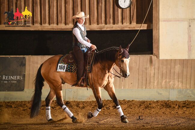 Typvoller Whizkey N Diamonds Sohn, Kerstin Rehbehn (Pferdemarketing Ost), Horses For Sale, Nienburg