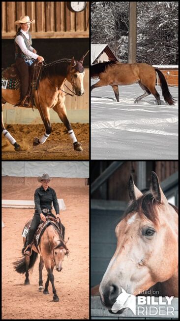 Typvoller Whizkey N Diamonds Sohn, Kerstin Rehbehn (Pferdemarketing Ost), Horses For Sale, Nienburg, Image 5