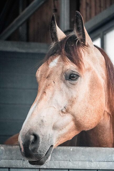 Typvoller Whizkey N Diamonds Sohn, Kerstin Rehbehn (Pferdemarketing Ost), Horses For Sale, Nienburg, Image 4