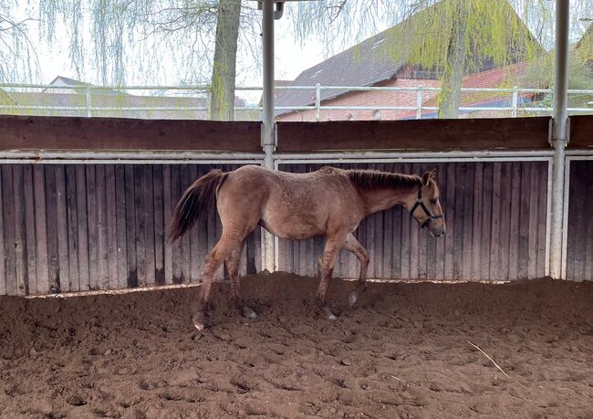 Typvoller, reining /cowhorse gezogener Quarter Horse Jährlingshengst, Kerstin Rehbehn (Pferdemarketing Ost), Horses For Sale, Nienburg, Image 3