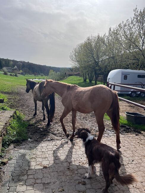 Typvoller, reining /cowhorse gezogener Quarter Horse Jährlingshengst, Kerstin Rehbehn (Pferdemarketing Ost), Horses For Sale, Nienburg, Image 4