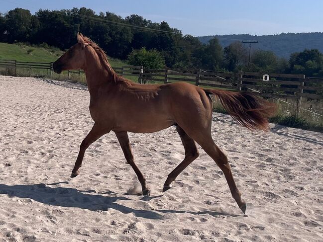 Typvoller, reining /cowhorse gezogener Quarter Horse Jährlingshengst, Kerstin Rehbehn (Pferdemarketing Ost), Horses For Sale, Nienburg, Image 7
