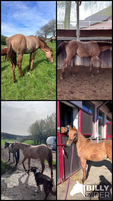 Typvoller, reining /cowhorse gezogener Quarter Horse Jährlingshengst, Kerstin Rehbehn (Pferdemarketing Ost), Horses For Sale, Nienburg, Image 14