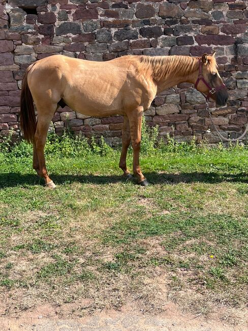 Typvoller, reining /cowhorse gezogener Quarter Horse Jährlingshengst, Kerstin Rehbehn (Pferdemarketing Ost), Horses For Sale, Nienburg