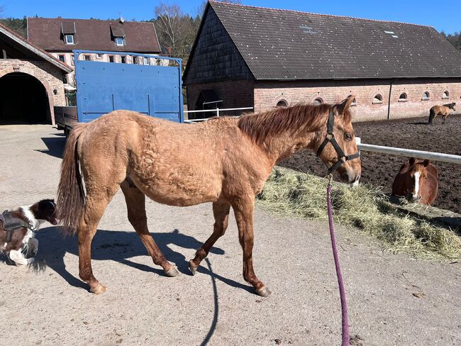 Typvoller, reining /cowhorse gezogener Quarter Horse Jährlingshengst, Kerstin Rehbehn (Pferdemarketing Ost), Horses For Sale, Nienburg, Image 10