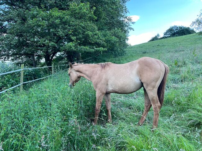 Typvoller, reining /cowhorse gezogener Quarter Horse Jährlingshengst, Kerstin Rehbehn (Pferdemarketing Ost), Horses For Sale, Nienburg, Image 5