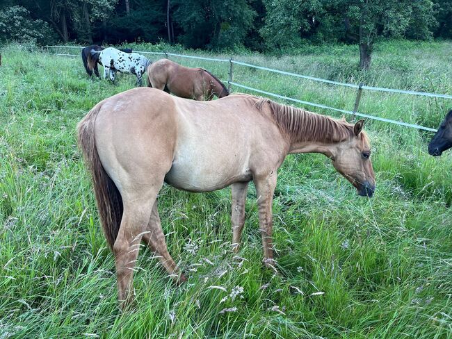 Typvoller, reining /cowhorse gezogener Quarter Horse Jährlingshengst, Kerstin Rehbehn (Pferdemarketing Ost), Horses For Sale, Nienburg, Image 7