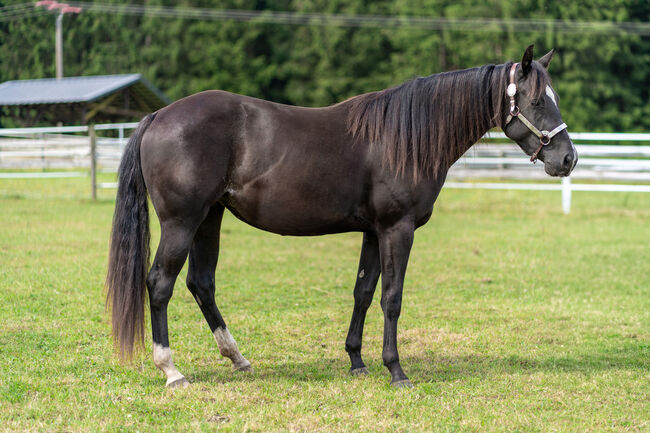 Typvoller, bildschöner High Roller Whiz Nachwuchs in Top-Farbe, Kerstin Rehbehn, Horses For Sale, Nienburg