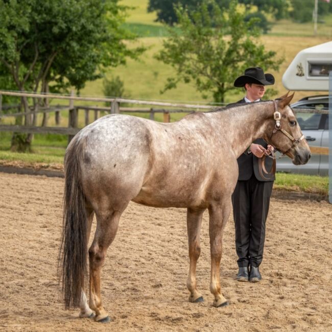 Typvoller, gut gerittener Appaloosawallach, Kerstin Rehbehn (Pferdemarketing Ost), Horses For Sale, Nienburg, Image 3