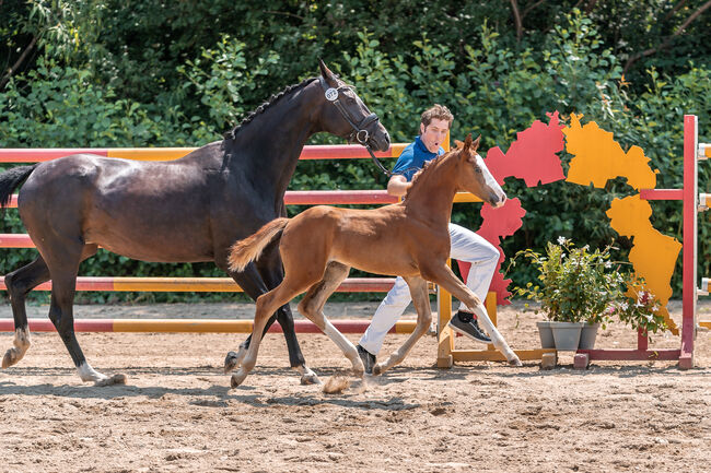 Typvolles Siegerfohlen, Melanie Wagner, Horses For Sale, Peisching, Image 2